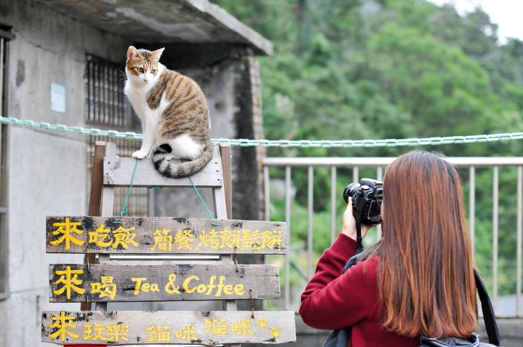 taiwan cat